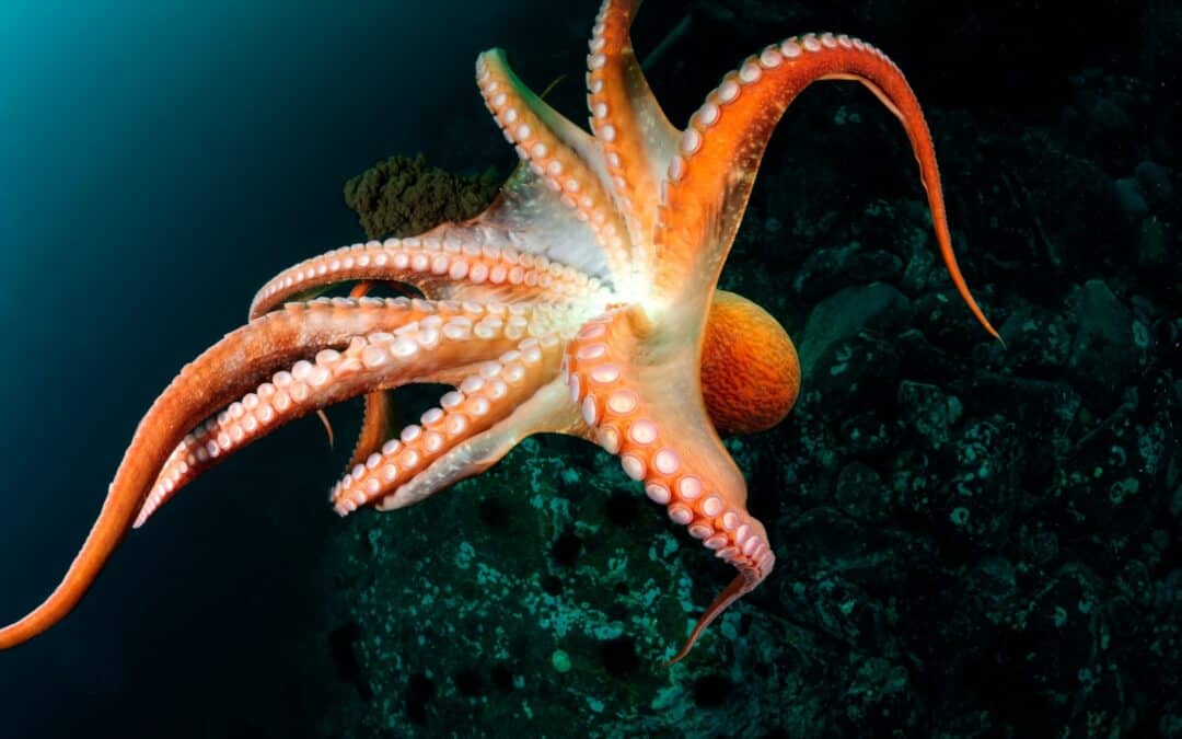 Oktopus, Tintenfisch