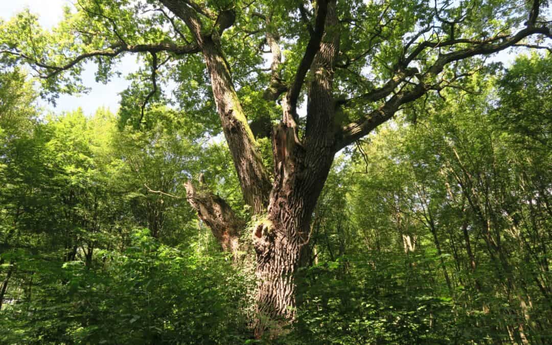 veteranenbaum-wwf-biotopbaeume