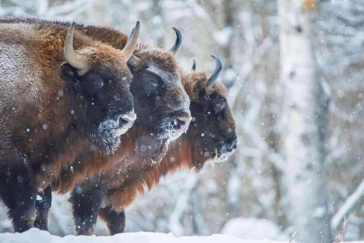 Europäische Bisons (Bison bonasus) in Russland, © by Anton Agarkov / WHITEROAD.ME Europäische Bisons (Bison bonasus) in Russland, © by Anton Agarkov / WHITEROAD.ME