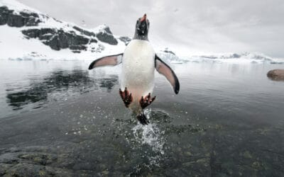 Entdecke die Pinguine