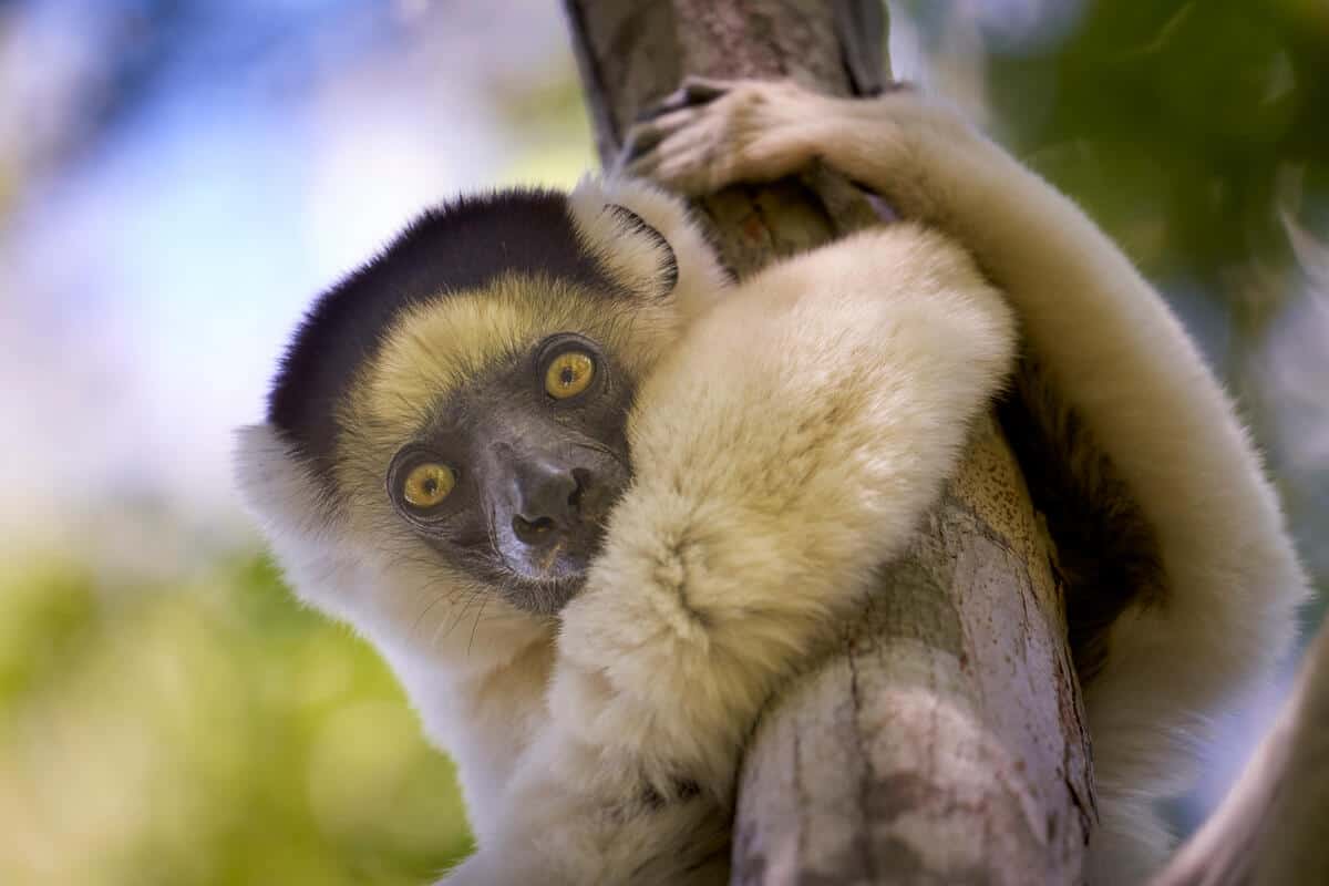 Lemuren zählen zu den großen Verlierern 2020, © by Justin Jin / WWF France Lemuren zählen zu den großen Verlierern 2020, © by Justin Jin / WWF France
