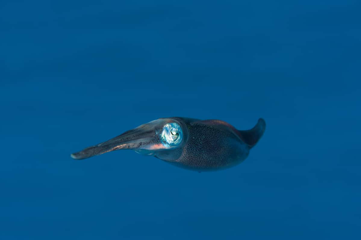 Großflossen-Riffkalmar, auch bekannt als Bigfin-Riff-Tintenfisch, Glitzer-Tintenfisch oder ovaler Tintenfisch, © by Jürgen Freund / WWF Großflossen-Riffkalmar, auch bekannt als Bigfin-Riff-Tintenfisch, Glitzer-Tintenfisch oder ovaler Tintenfisch, © by Jürgen Freund / WWF