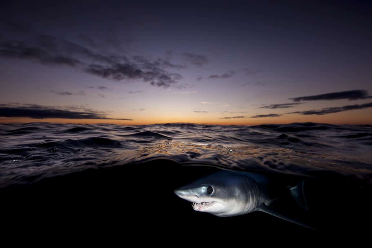 Ein Kurzflossen-Mako , © by naturepl.com / Richard Robinson / WWF Ein Kurzflossen-Mako , © by naturepl.com / Richard Robinson / WWF
