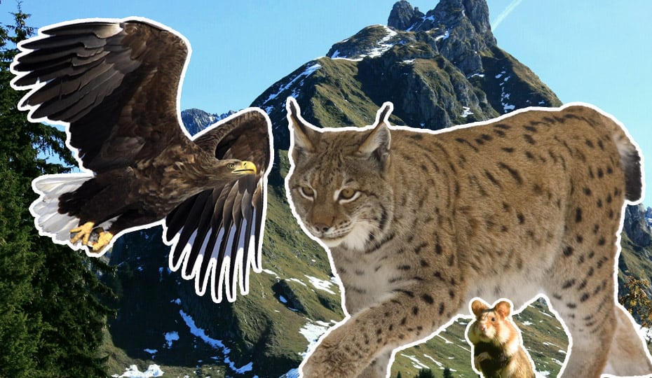seeadler-und-luchs-und-europaeische-feldhamster-vor-berge-wwf-bedrohte-tierarten-oesterreich