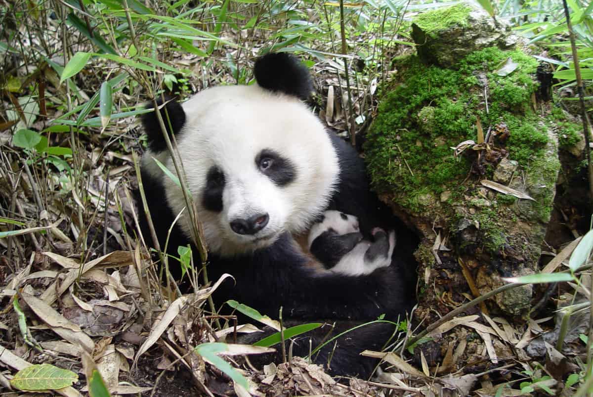 Großer Panda mit Nachwuchs. (c) WWF China / Yong Yange Ein Großer Panda im Gebüsch hält ein Baby im Arm und schaut hinter dem GEbüsch hervor.