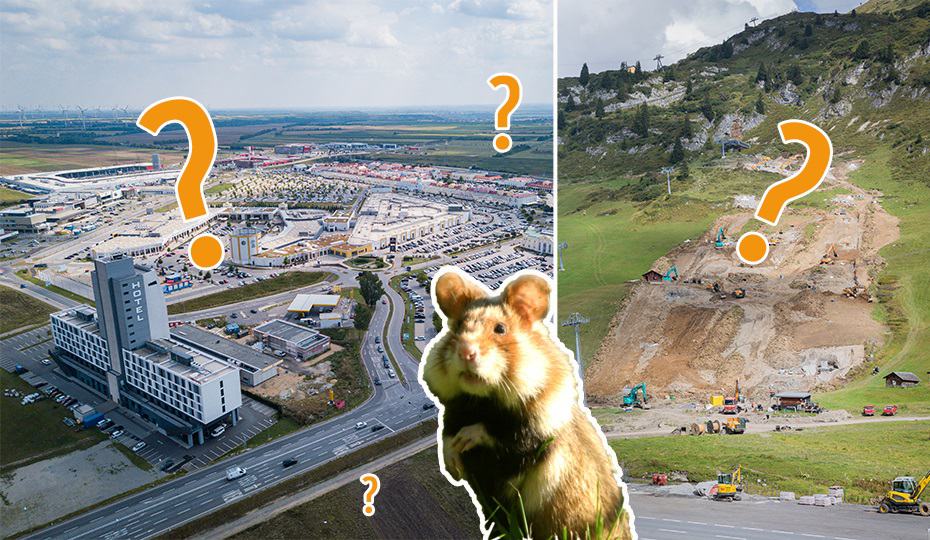 gefaehrdete-tiere-flaechenfrass-linke-bildhaelfte-enthaelt-ein-bil-mit-verbauten-straßen-und-die-rechte-bildhaelfte-zeigt-augegrabene-wiesen-und-in-der-mitte-ist-ein-feldhamster-zu-sehen-wwf-fotostrecke-gefaehrdete-tiere-oesterreich