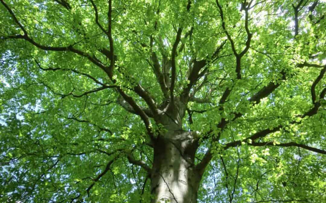 Baumkrone einer Rotbuche