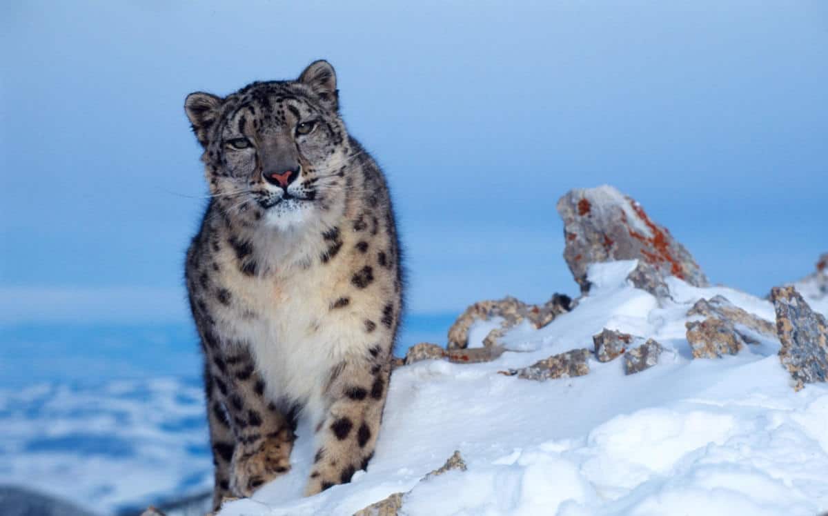 Snow leopard (Uncia uncia) wwf-at-walhai-2-groesste-fisch-der-welt-c-pixabay-simonesaponetto