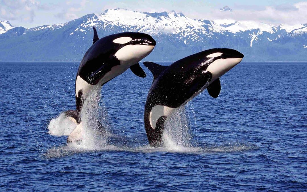 Zwei Orcas (c) AdobeStock_369160188