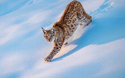 Geheimagent Luchs
