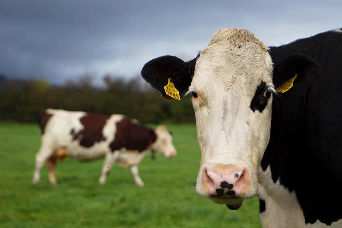 Kuhweide (c)JackCaffrey_WWF-US Ernährung, Kuhweide