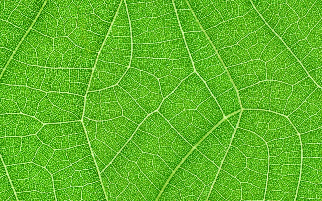 Nahaufnahme eines grünen Blattes