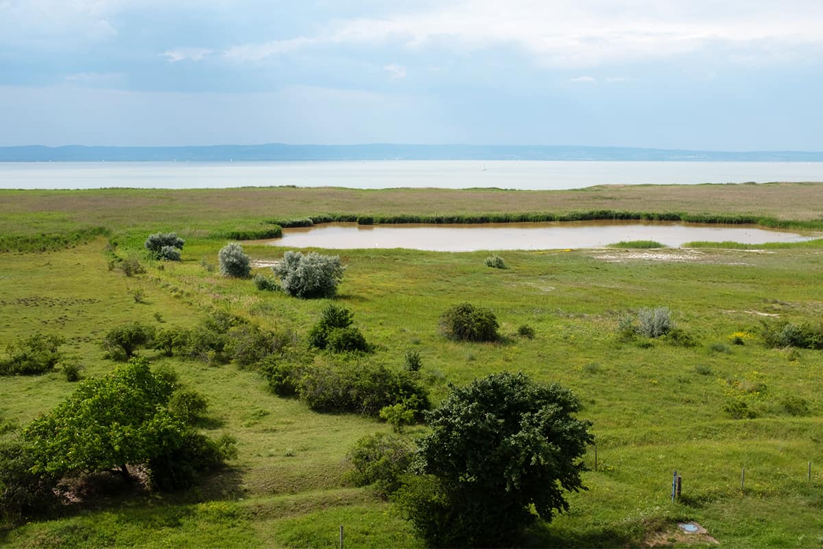 Lange Lacke am Neusiedlersee. (c) Adobe Stock/theobliqueview Neusiedlersee