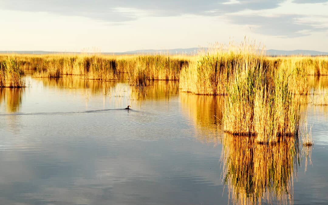 Trockenheit im Osten: WWF fordert Wasser-Rückhalt statt Donau-Zuleitung