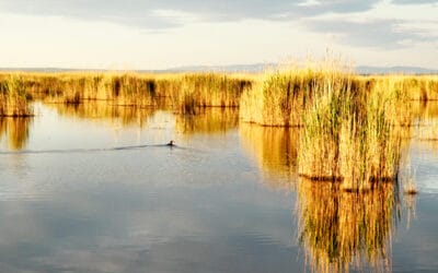 Trockenheit im Osten: WWF fordert Wasser-Rückhalt statt Donau-Zuleitung