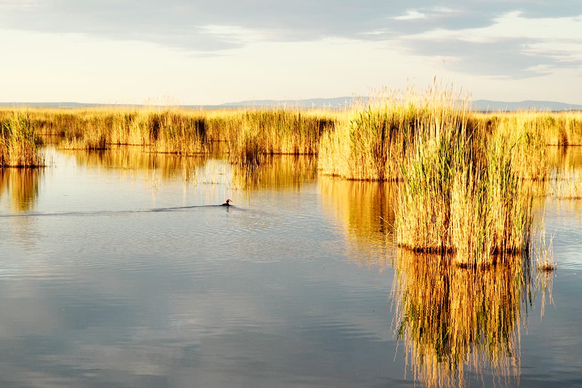 Schilfgürtel am Neusiedlersee (c)BirdLife_MichaelDvorak Schilfgürtel