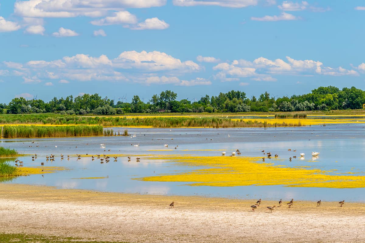 Vögel am Neusiedlersee Neusiedlersee