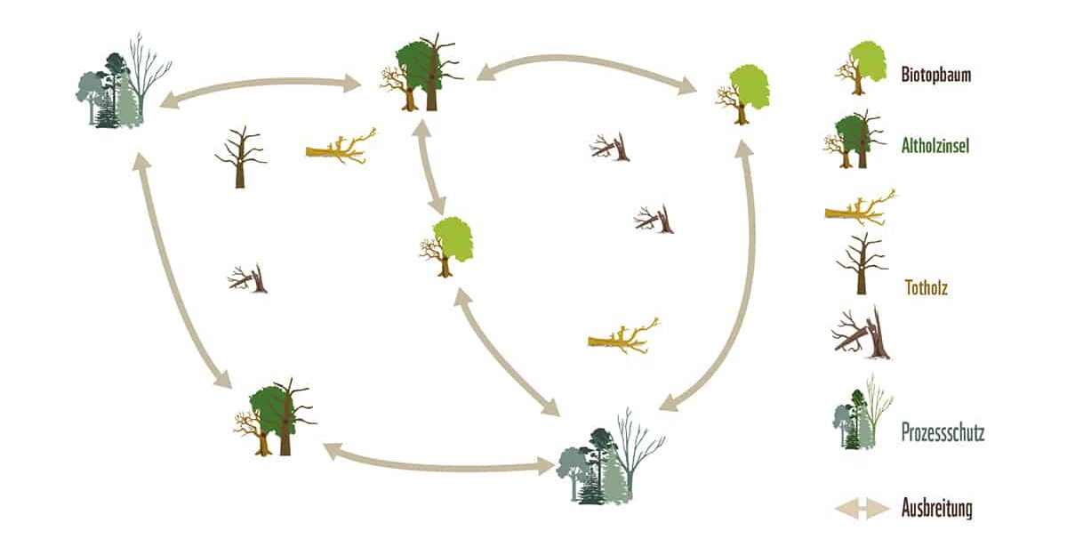 Naturwald in Österreich (c)WWF Österreich Wald