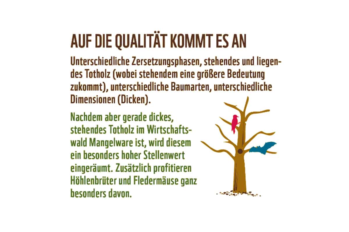 Totholz (c)WWF Österreich Wald