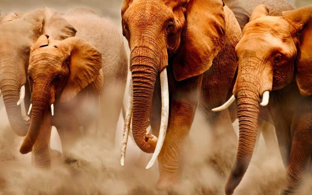 groessten-landtiere-elefanten