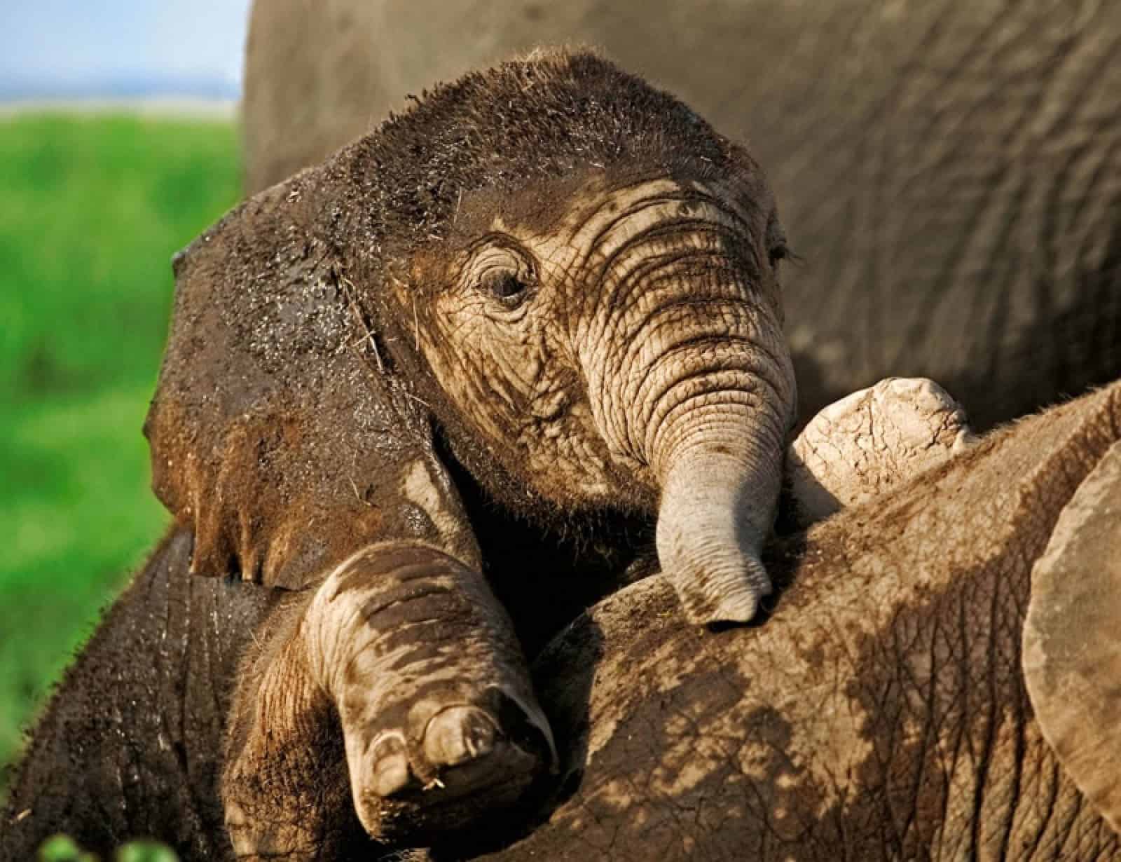 Ein junger Afrikanischer Elefant, © by WWF-Canon/Martin Harvey Ein junger Afrikanischer Elefant, © by WWF-Canon/Martin Harvey