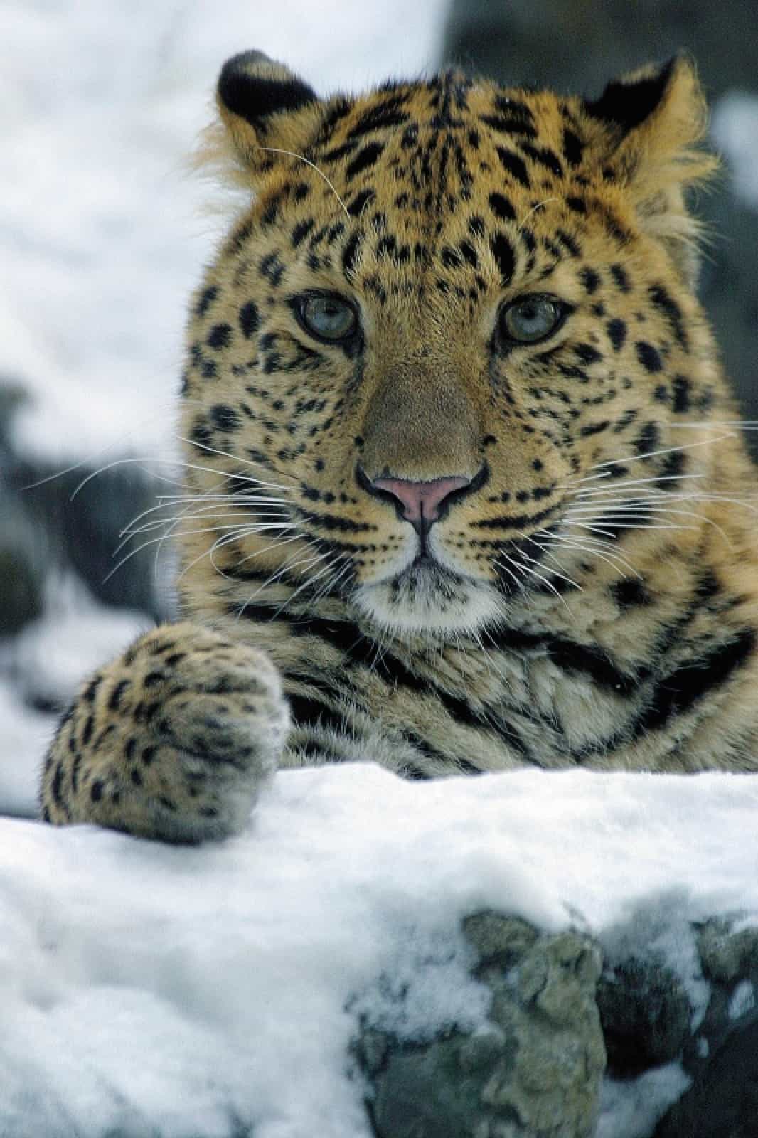 Amurleopard (Panthera pardus orientalis)