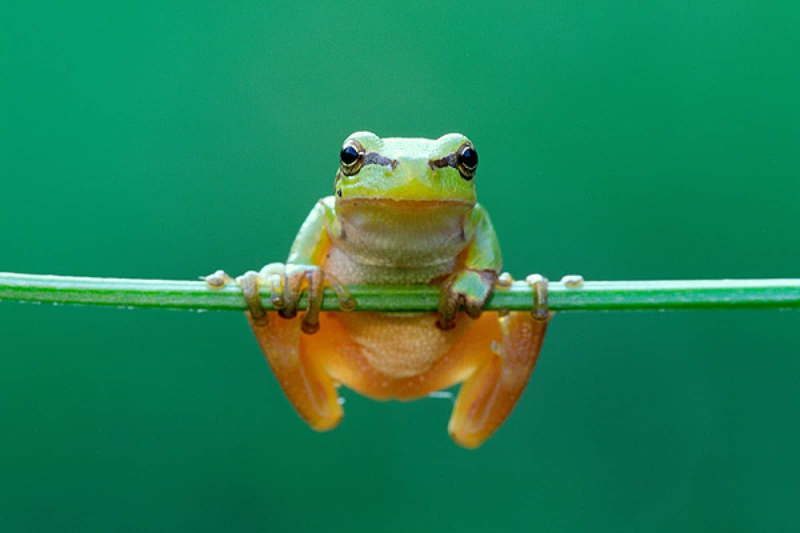 Laubfrosch: Goldfische fressen seine Kaulquappen!, © by J.Stefan/4nature Laubfrosch: Goldfische fressen seine Kaulquappen!, © by J.Stefan/4nature