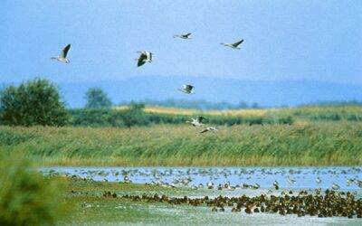 WWF Österreich trauert um früheren ungarischen Nationalpark-Direktor László Kárpáti