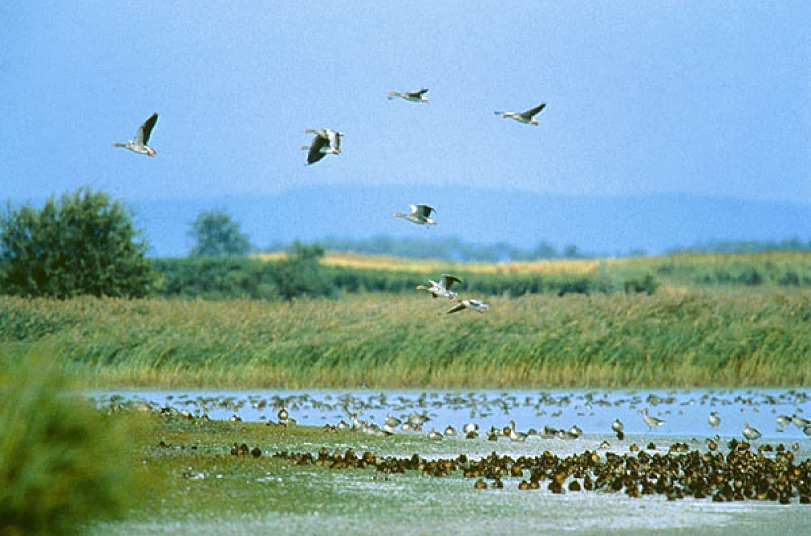 Nationalpark Neusiedler See-Seewinkel, © by Rudolf Berger/4nature Nationalpark Neusiedler See-Seewinkel, © by Rudolf Berger/4nature
