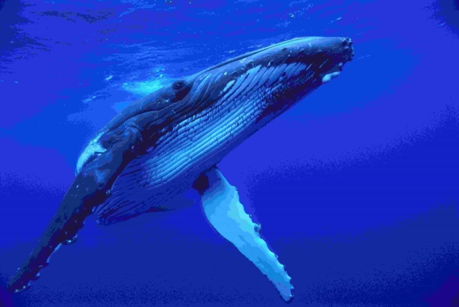 Buckelwal © National Geographic Stock-Mike Parry-Minden Pictures_WWF wwf-oesterreich-buckelwal