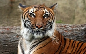 Indochinesischer Tiger, © by Connie Lemperle / WWF Greater Mekong Indochinesischer Tiger, © by Connie Lemperle / WWF Greater Mekong