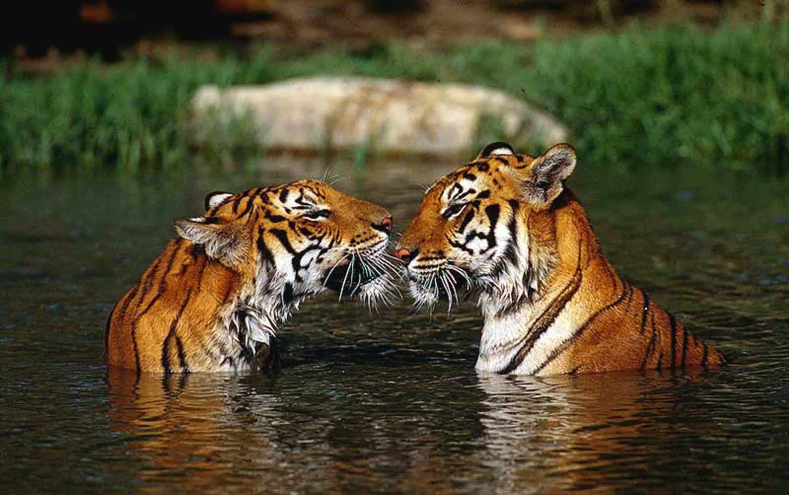 Indische Tiger im Wasser, © by M.Harvey/WWF-Canon Indische Tiger im Wasser, © by M.Harvey/WWF-Canon