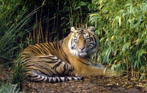 Sumatra Tiger, © by Fredy Mercady/WWF Sumatra Tiger, © by Fredy Mercady/WWF