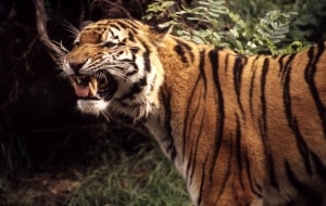 Amur Tiger, © by Chris Martin Bahr/WWF-Canon Amur Tiger, © by Chris Martin Bahr/WWF-Canon