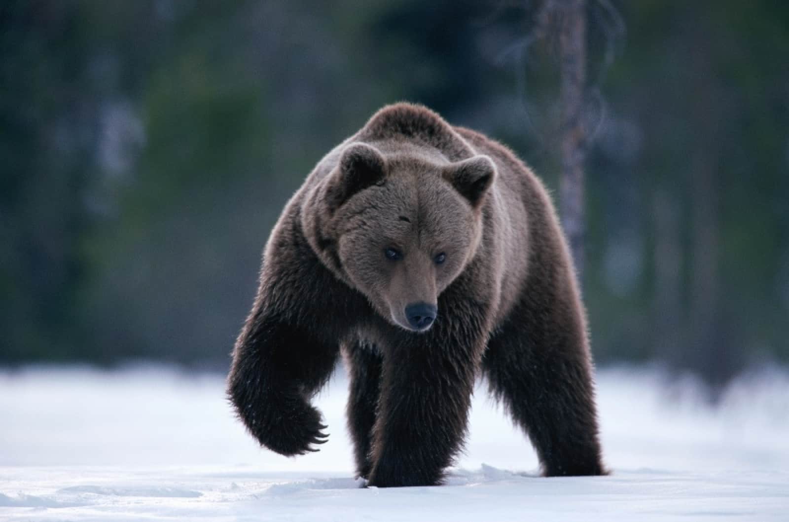 Braunbär im Schnee