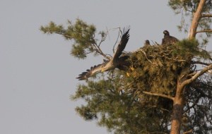 Seeadler beim Abflug aus dem Horst , © by Jiri Bohdal Seeadler beim Abflug aus dem Horst , © by Jiri Bohdal