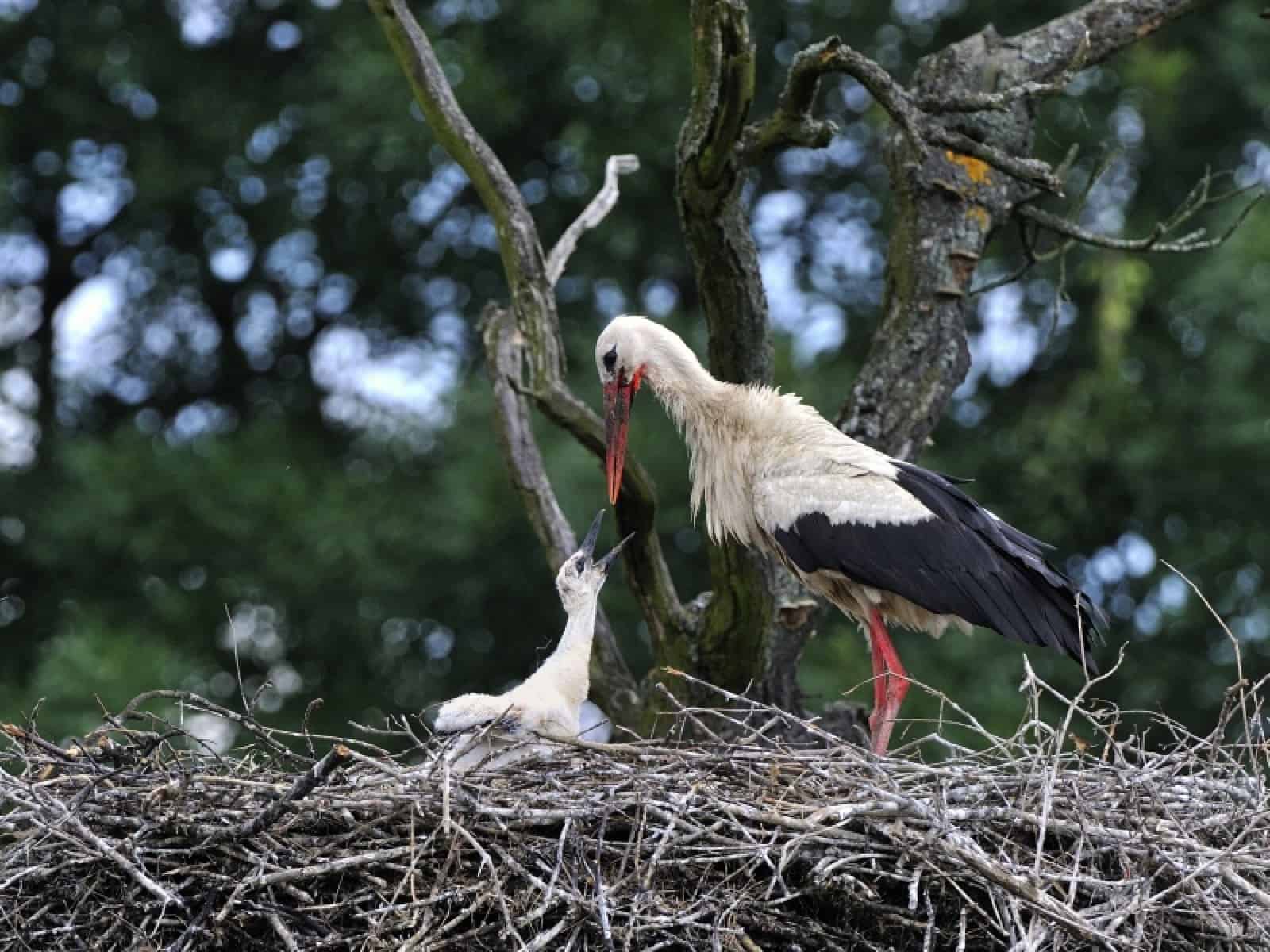 Storch beim Füttern der Jungen, © by Alfred Krappel Storch beim Füttern der Jungen, © by Alfred Krappel