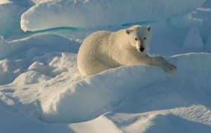 Je frostiger, desto besser! Ein Eisbär in seinem Lebensraum, © by Steve Morello/WWF Canon Je frostiger, desto besser! Ein Eisbär in seinem Lebensraum, © by Steve Morello/WWF Canon