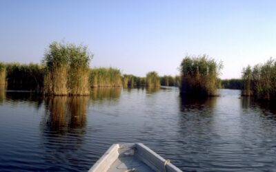 WWF Österreich: Künstliche Wasserzufuhr zum Neusiedler See wäre ökologische Katastrophe