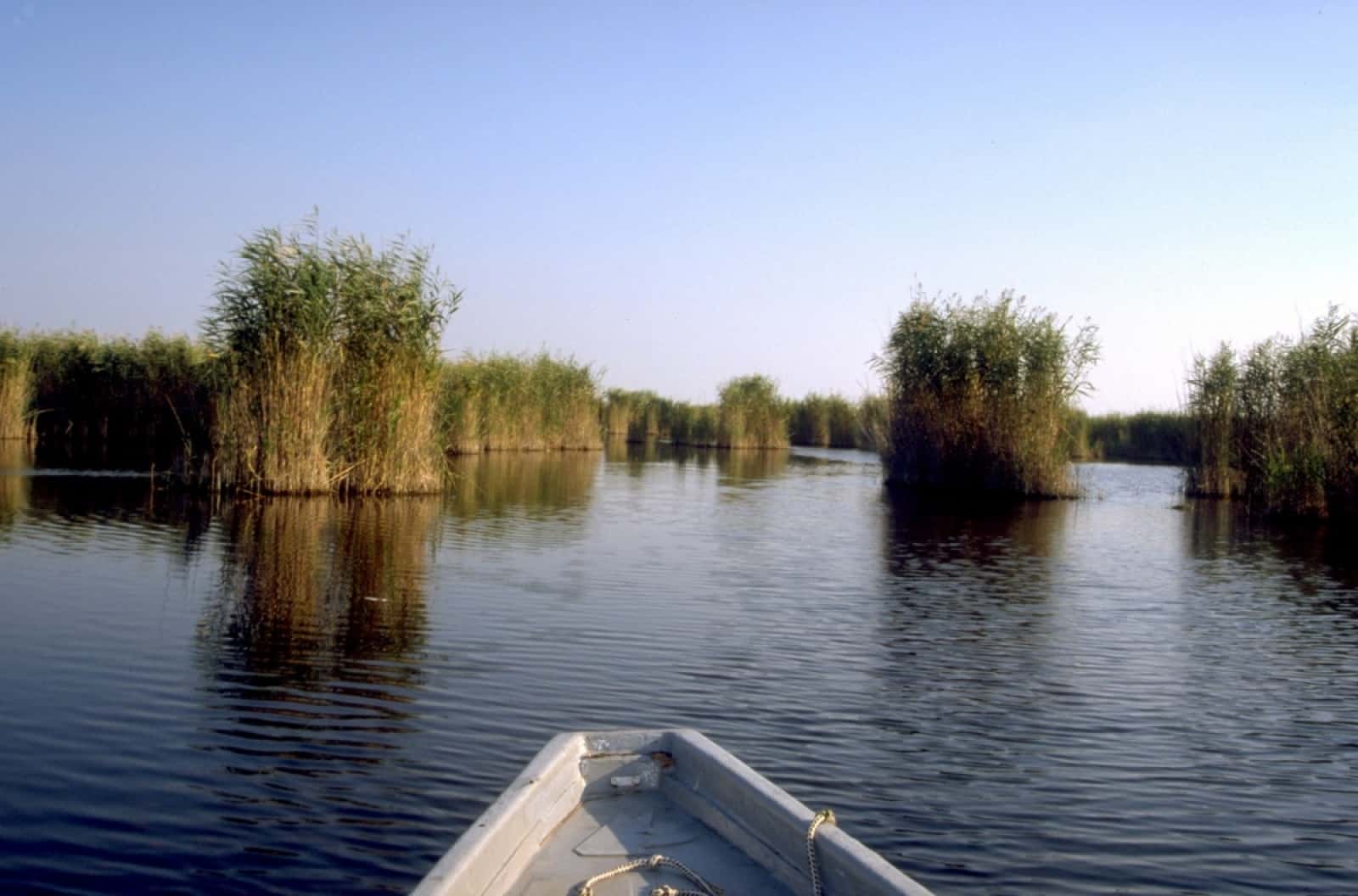 Schilfgürtel Neusiedler See