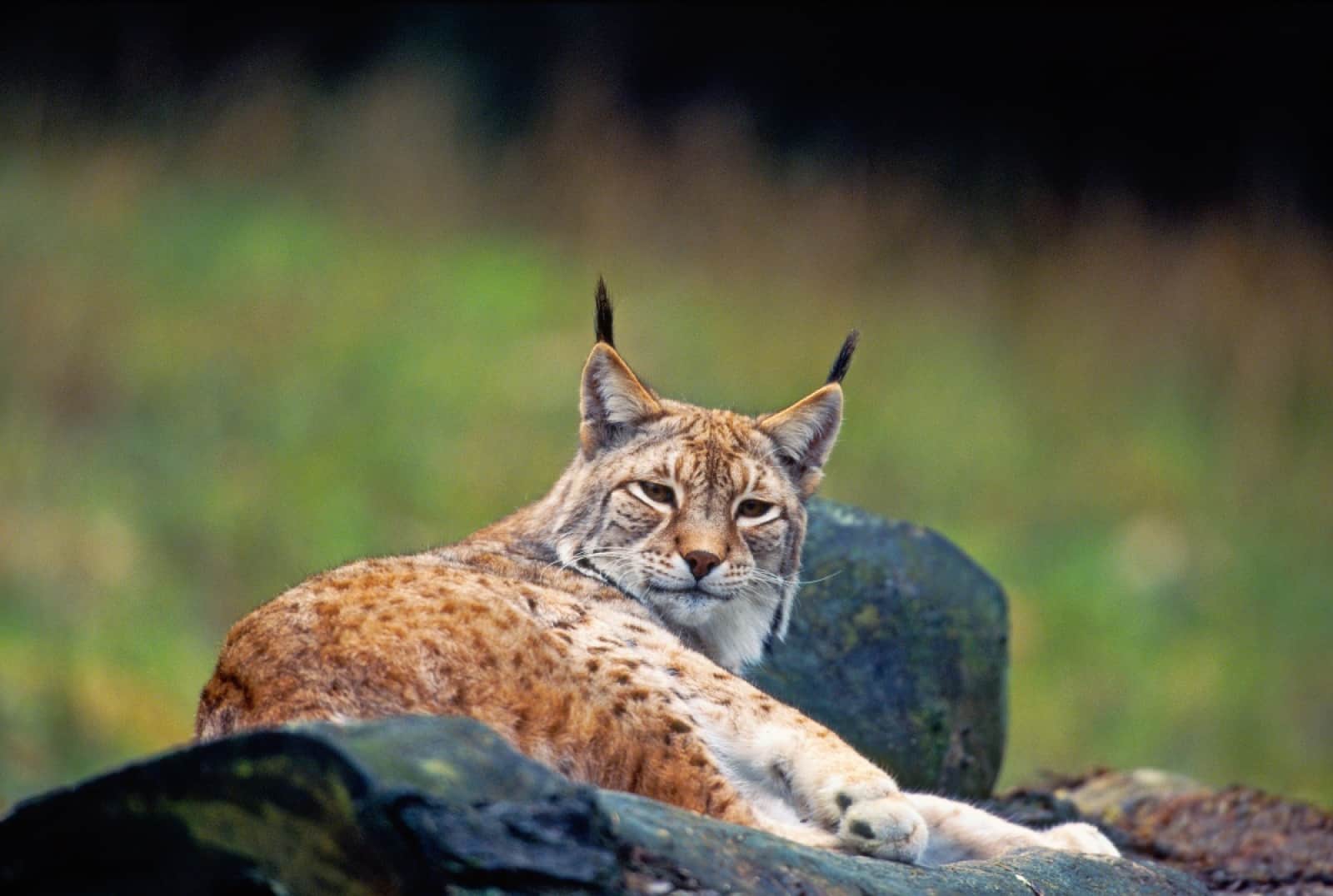 Liegender Eurasischer Luchs