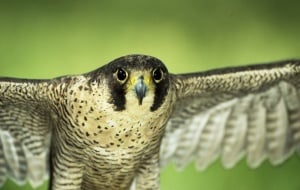 Wanderfalke, © by Sanchez & Lope/ WWF-Canon Wanderfalke, © by Sanchez & Lope/ WWF-Canon