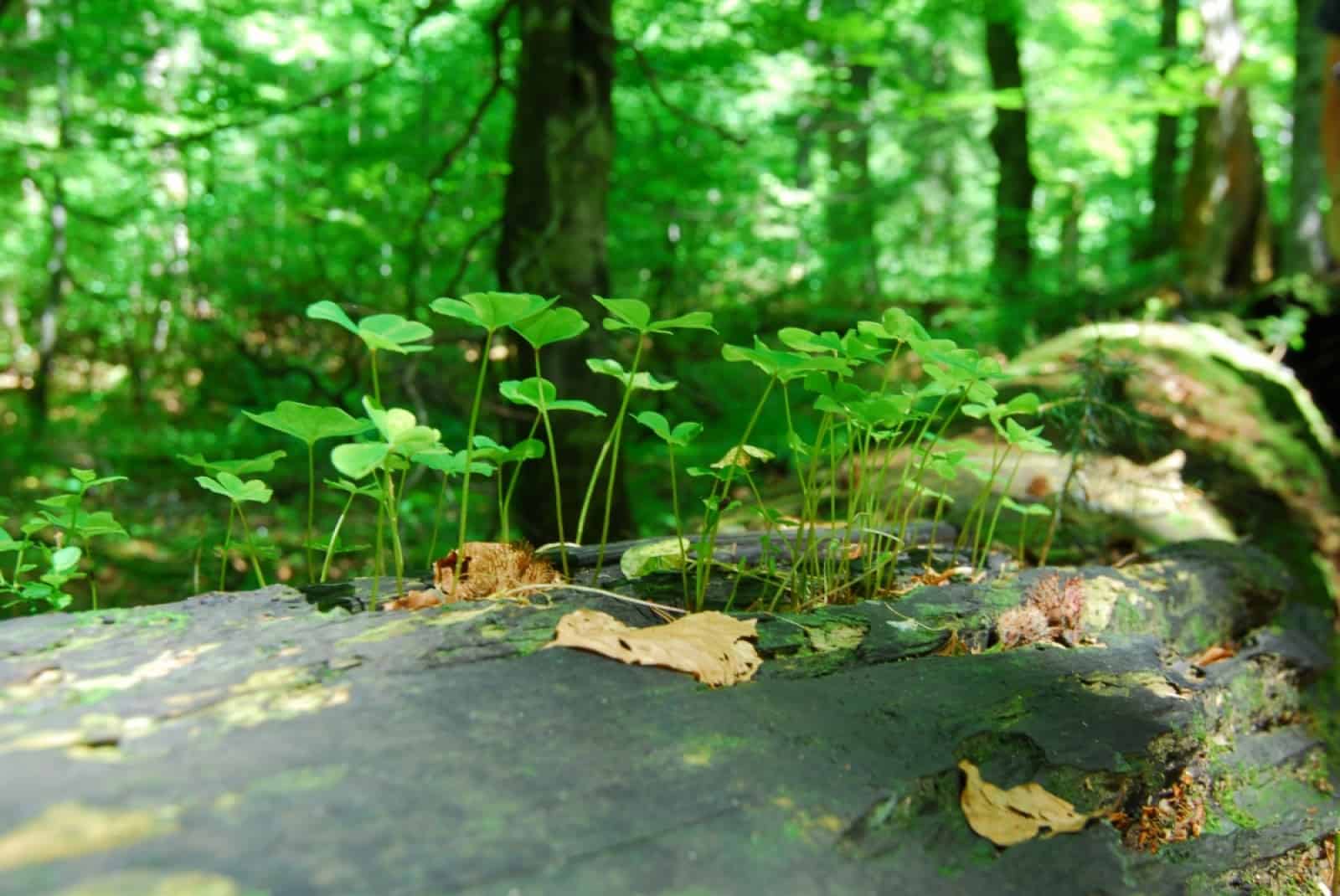 Wildnisgebiet Dürrenstein/Rothwald Hirschkäfer