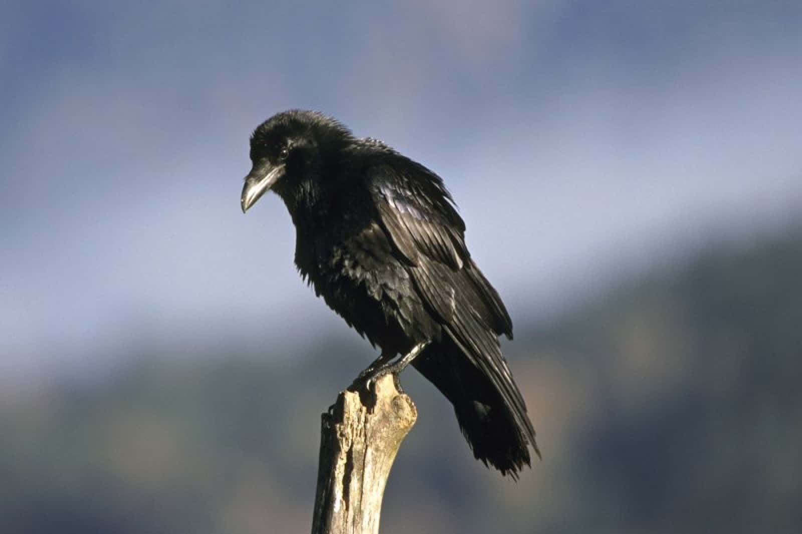 Kolkrabe