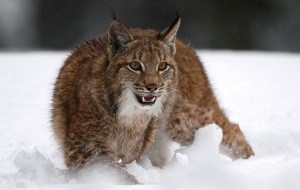 Ein Luchs im Schnee, © by Tatra-Photography Ein Luchs im Schnee, © by Tatra-Photography