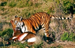 Südchinesischer Tiger (zuletzt in den 1990ern gesehen), © by WWF Südchinesischer Tiger (zuletzt in den 1990ern gesehen), © by WWF