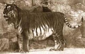 Kaspischer Tiger: in den 1950er Jahren ausgestorben, © by . Kaspischer Tiger: in den 1950er Jahren ausgestorben, © by .