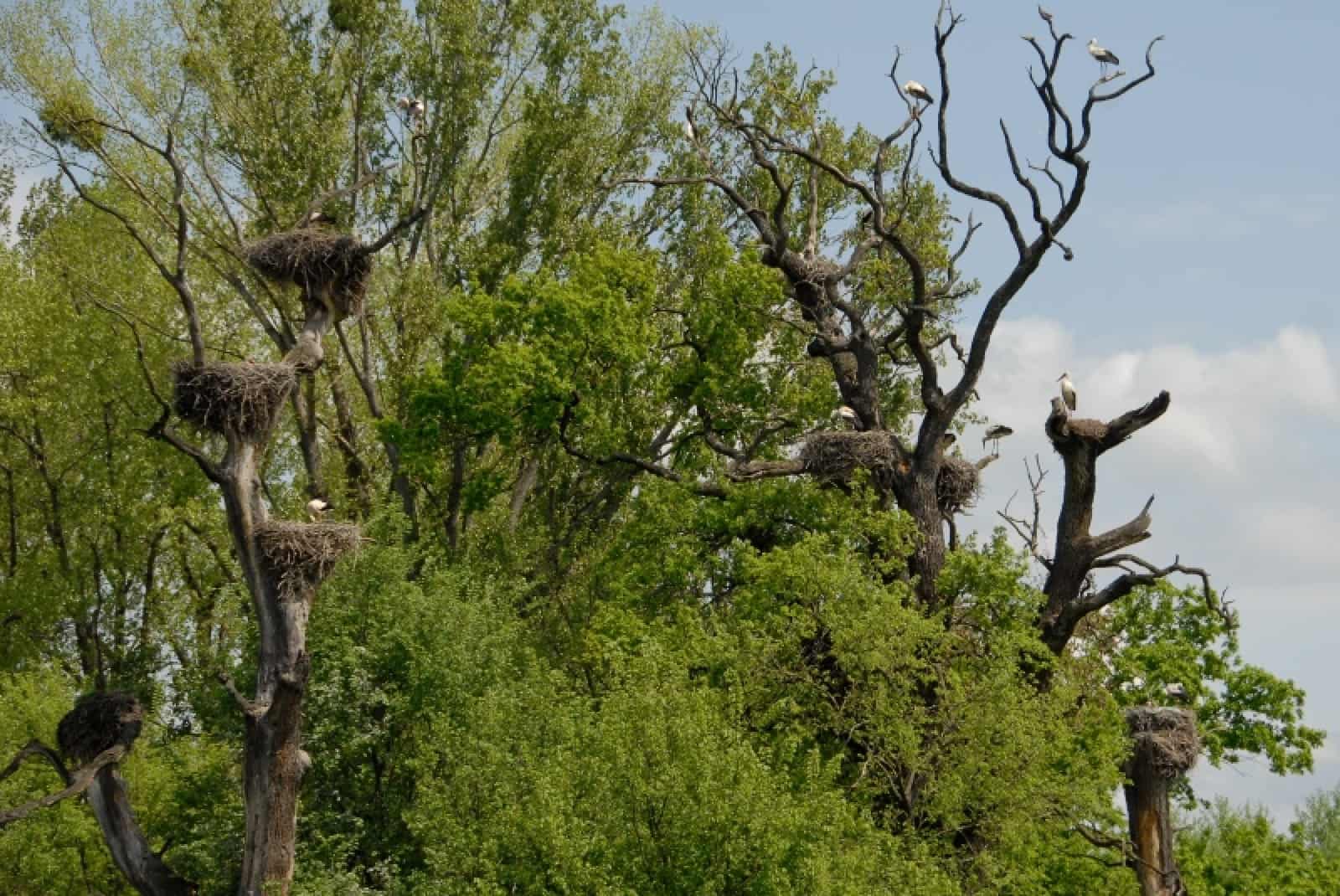 Hier brüten die Störche noch auf ihren ursprünglichen Brutplätzen: alten, knorrigen Eichen, © by WWF Hier brüten die Störche noch auf ihren ursprünglichen Brutplätzen: alten, knorrigen Eichen, © by WWF
