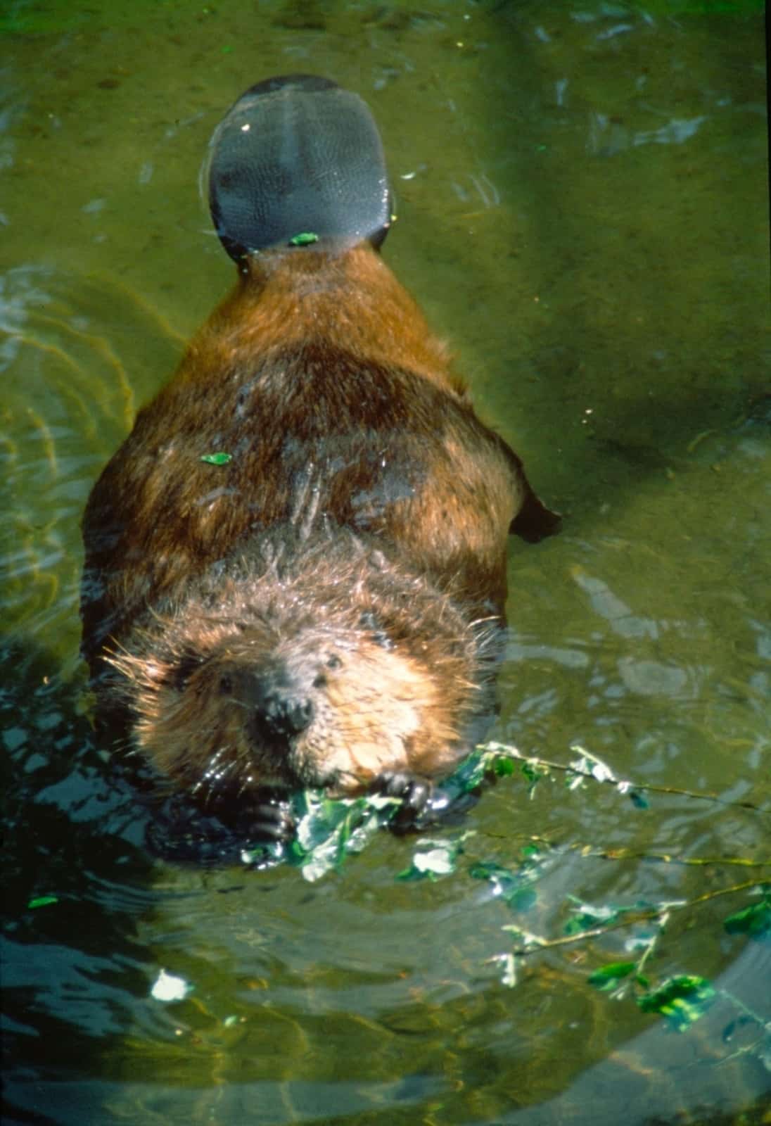 Die Kelle dient beim Schwimmen als Ruder, © by P/Huber4nature Die Kelle dient beim Schwimmen als Ruder, © by P/Huber4nature