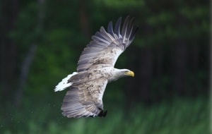 Seeadler im Flug, © by Terry Pickford tpickford@toucansurf.com Seeadler im Flug, © by Terry Pickford tpickford@toucansurf.com